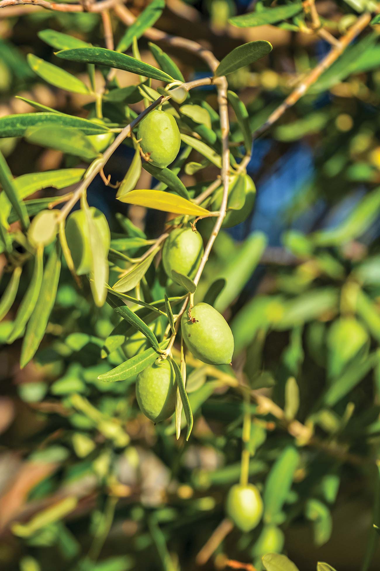 bright green olives commonly grown throughout the region Finding your - photo 14