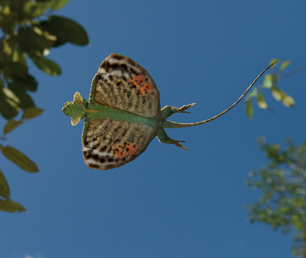 A flying dragon glides through the air He lands on the branch of another tree - photo 5