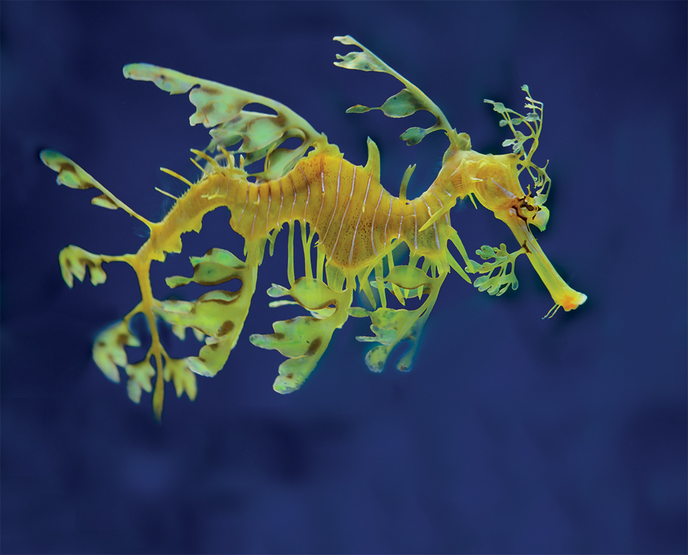 leafy sea dragon The weedy sea dragon is also called the common sea dragon It - photo 7