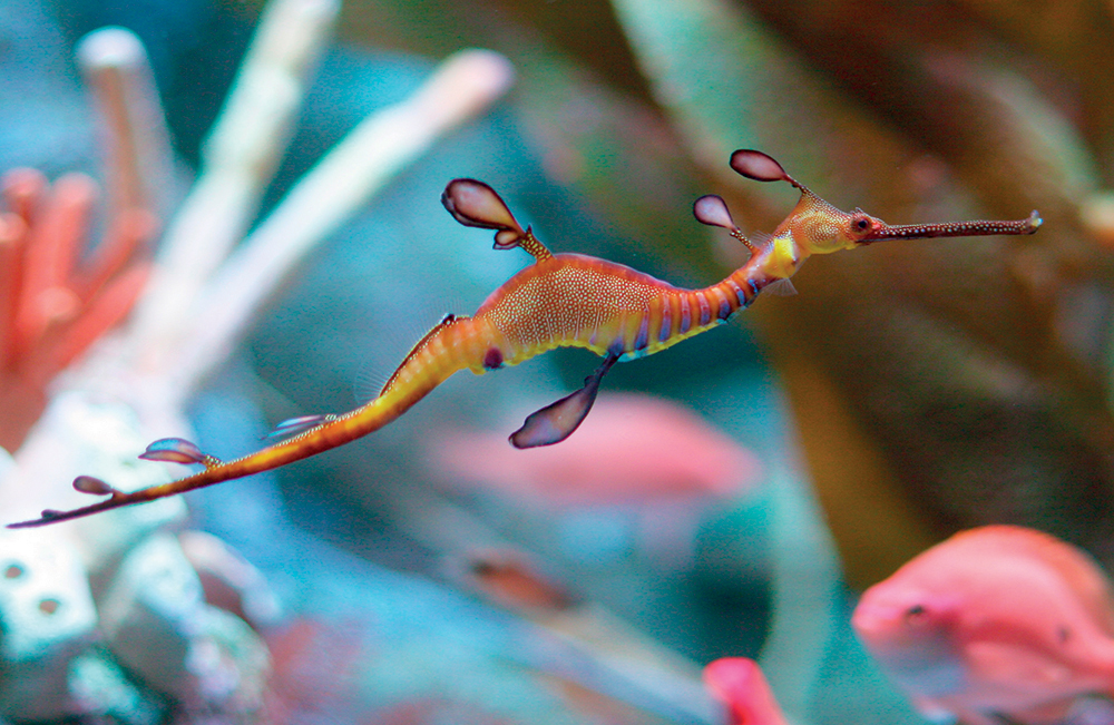 weedy sea dragon FISHY DRAGONS Sea dragons may not be what you imagine when - photo 8