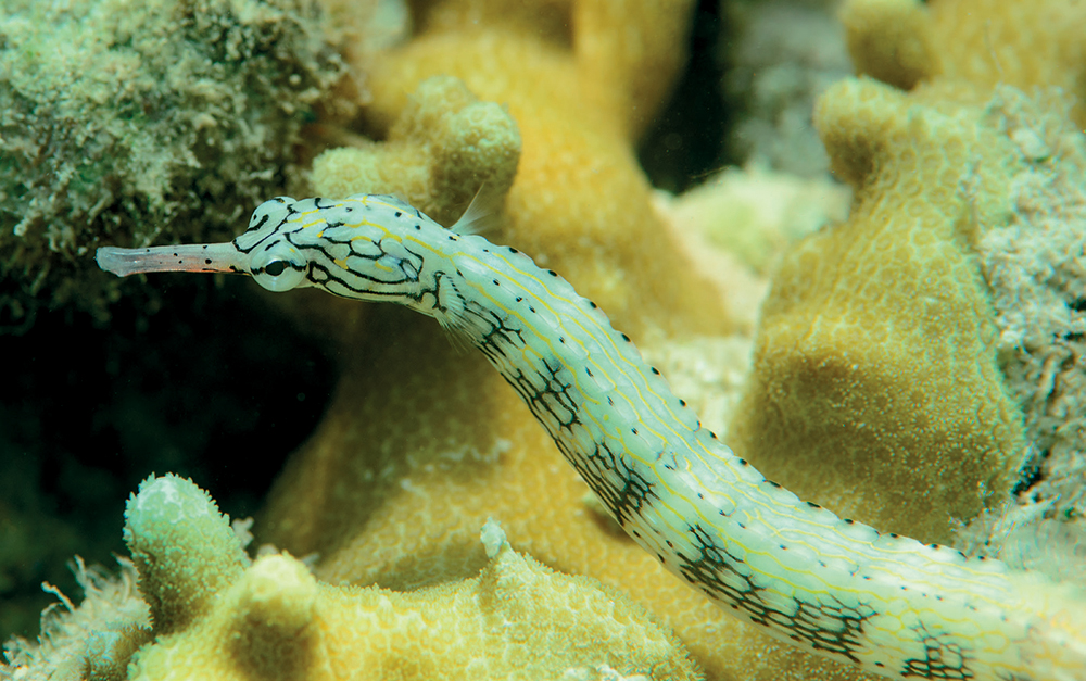 pipefish SEA DRAGON RELATIVES Sea dragons are related to two other - photo 9