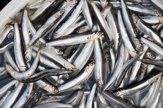 A lot of people enjoy eating anchovies when they are fresh and conserved in - photo 2