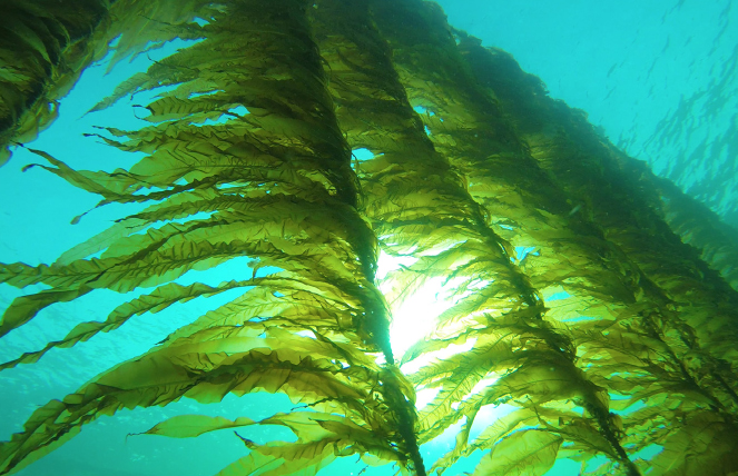 Atlantic wakame seaweed at the Seaweed Solutions farm in Norway Seaweed - photo 4