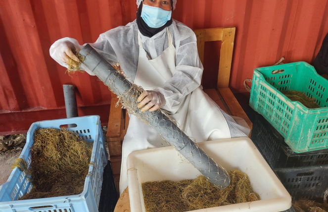 Woman in Bizerte Tunisia seeding red seaweed in tubular net Author and - photo 13