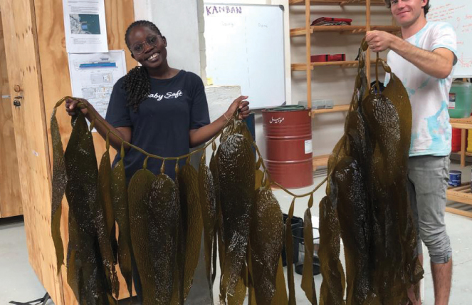 Giant kelp Microcystis harvested in Kelp Blue Offshore farm Namibia - photo 16