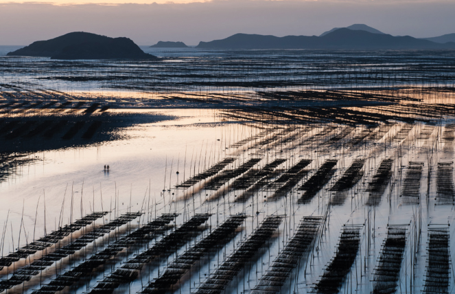 Seaweed farming in Xiapu China photo Shutterstock Himanthalia - photo 5