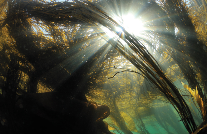 Himanthalia elongata also known as sea spaghetti in Brittany France The - photo 6