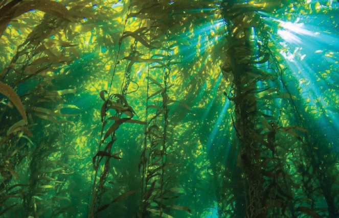 40-metre-high Macrocystis pyrifera forest in Chile Ascophyllum in Oban - photo 9