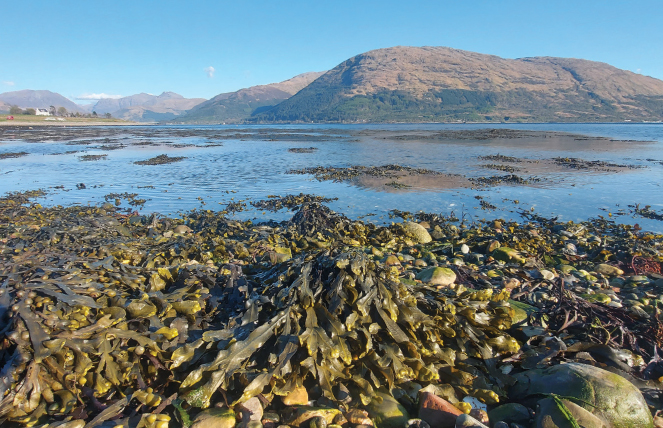 Ascophyllum in Oban Scotland Author with photobioreactors for scientific - photo 10