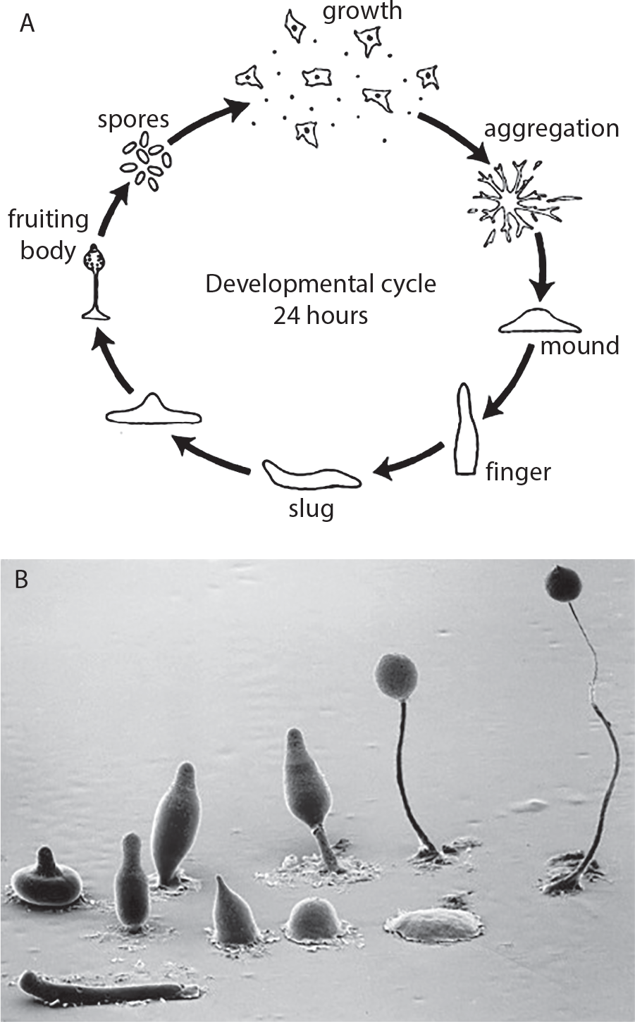 FIGURE 11 The developmental cycle A and sequence of spore formation B in - photo 3