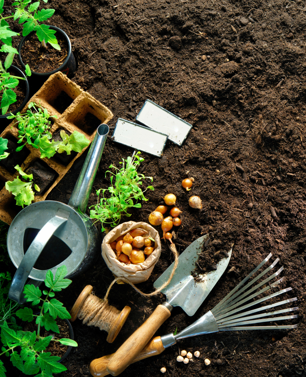 Veg Out A Stress-Free Guide to Creating Your First Vegetable Garden - image 3