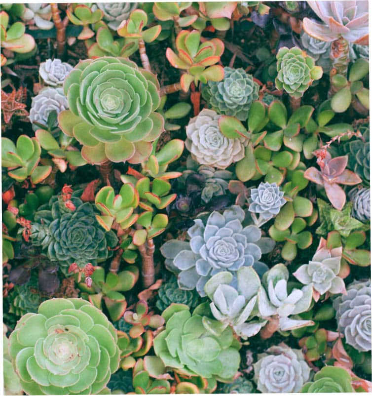 THE KEW GARDENERS GUIDE TO GROWING CACTI AND SUCCULENTS THE ART AND SCIENCE - photo 2