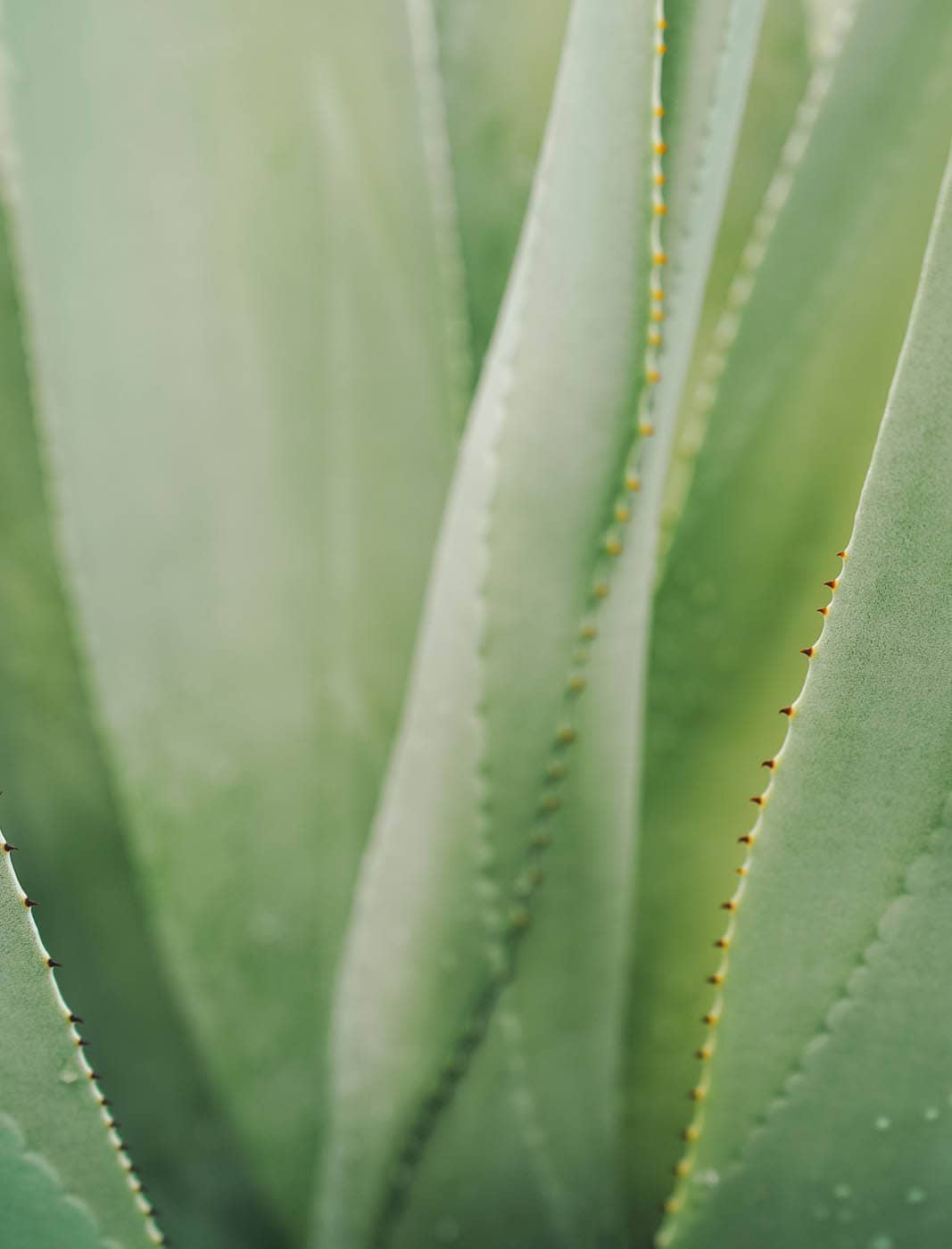 THE KEW GARDENERS GUIDE TO GROWING CACTI AND SUCCULENTS THE ART AND SCIENCE - photo 3