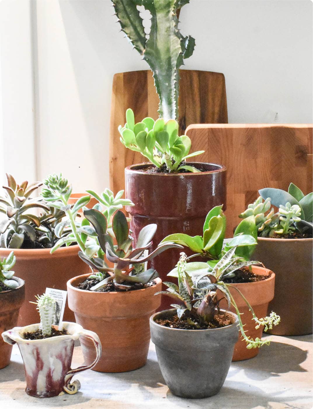 A sunny spot in the house is perfect for a cluster of potted succulents THE - photo 7