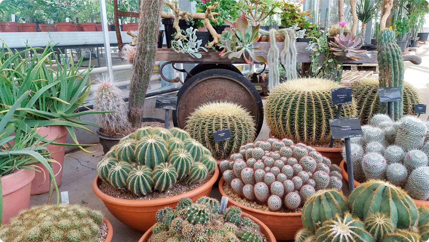 This impressive display was created for an open day in the Tropical Nursery at - photo 8