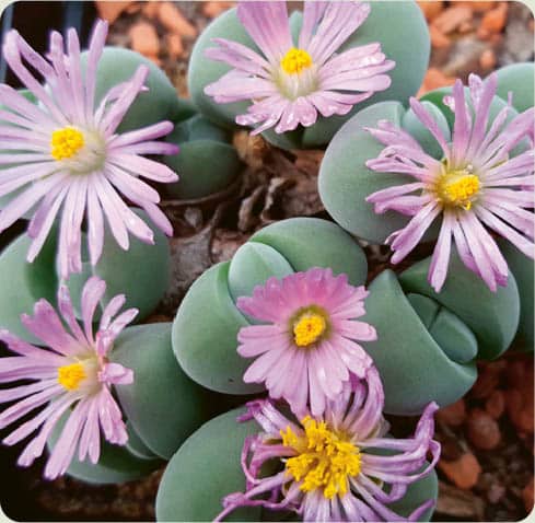 Gibbaeum dispar Root succulent Lophophora williamsii Stem succulent - photo 9