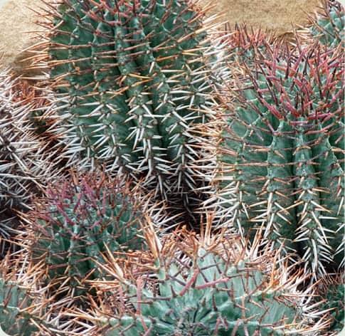 Euphorbia polygona var horrida Columnar cactus Stenocereus thurberi - photo 11