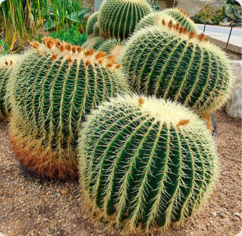 Echinocactus grusonii Shrubby cactus Opuntia microdasys Trailing or - photo 14