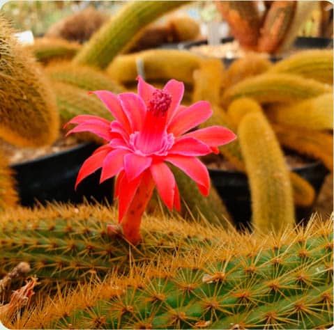 Cleistocactus winteri Pieter van Wyk SANParks and Alex Summers - photo 16