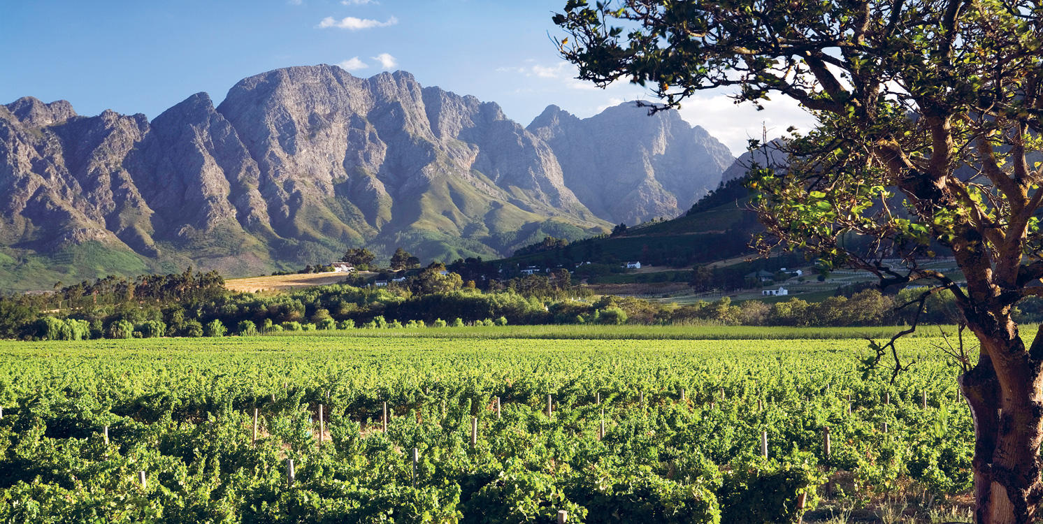 Vineyards Franschhoek MASSIMO RIPANICORBIS Rainbow Experiences South - photo 4