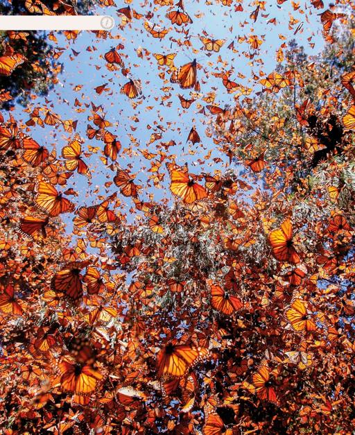 BUGS monarch butterfly Millions of monarch butterflies fly off on a - photo 7