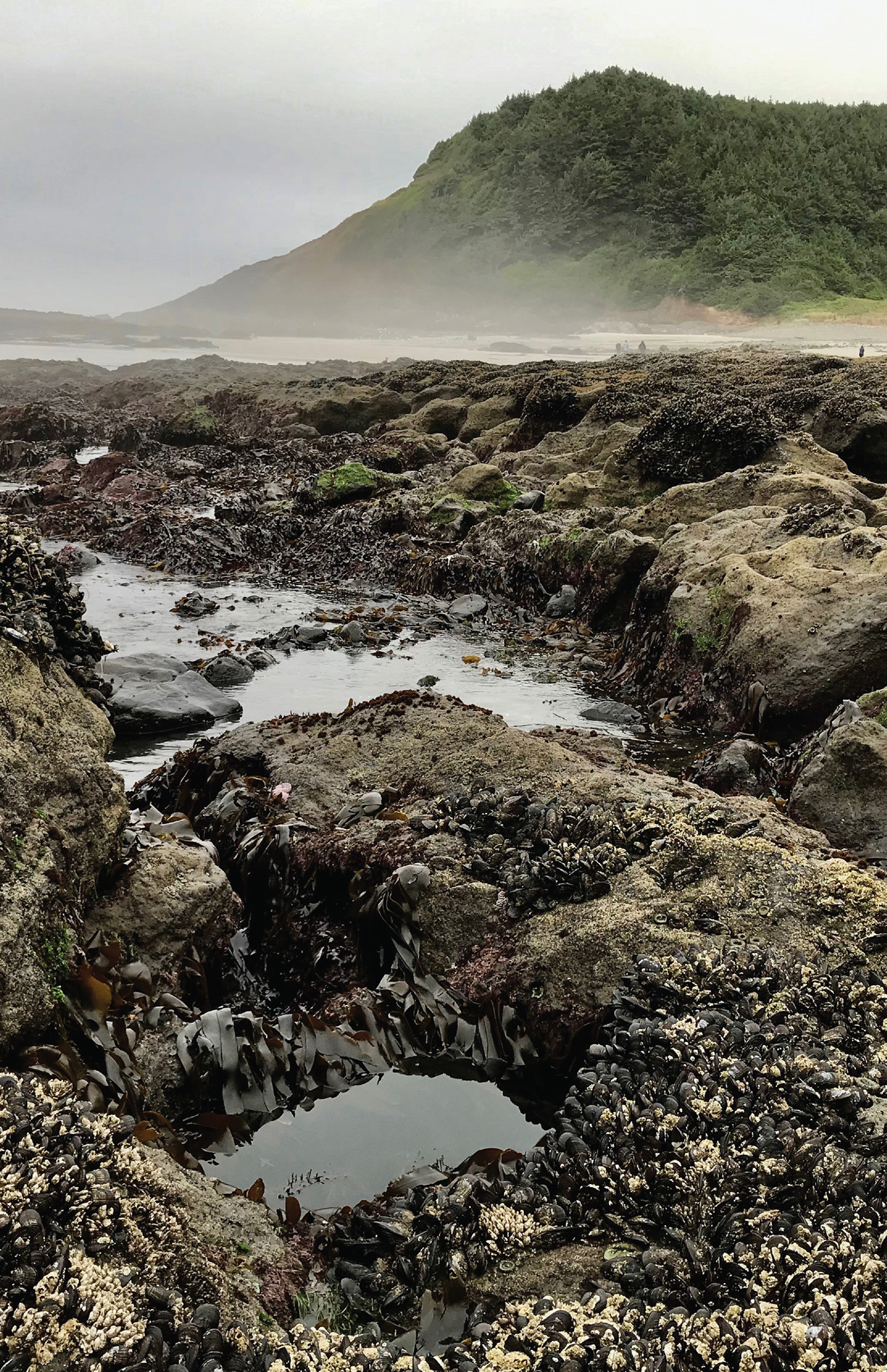 Between the Tides in Washington and Oregon Exploring Beaches and Tidepools - image 3