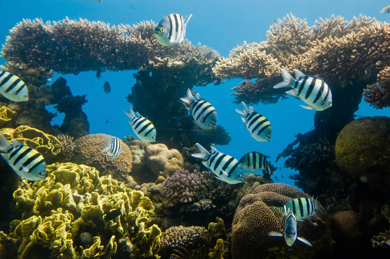 Red Sea Incredible marine life and coral formations make the closest tropical - photo 8
