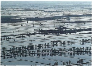 Rice has been grown in the Po Valley since the 15th century Likewise anyone - photo 1