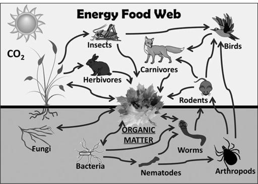 The Energy Food Web moves carbon from the air into the soil When plant - photo 3