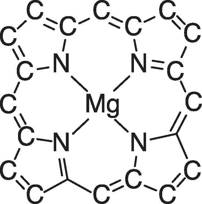 FIGURE 1 Part of chlorophyll the molecule that makes leaves green Notice the - photo 6