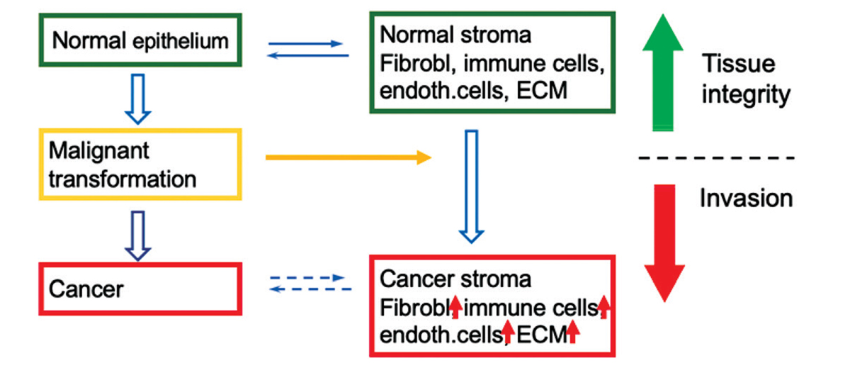 Copyright 2011 ElsevierOver 30 years ago Dvorak proposed tumors as wounds - photo 3