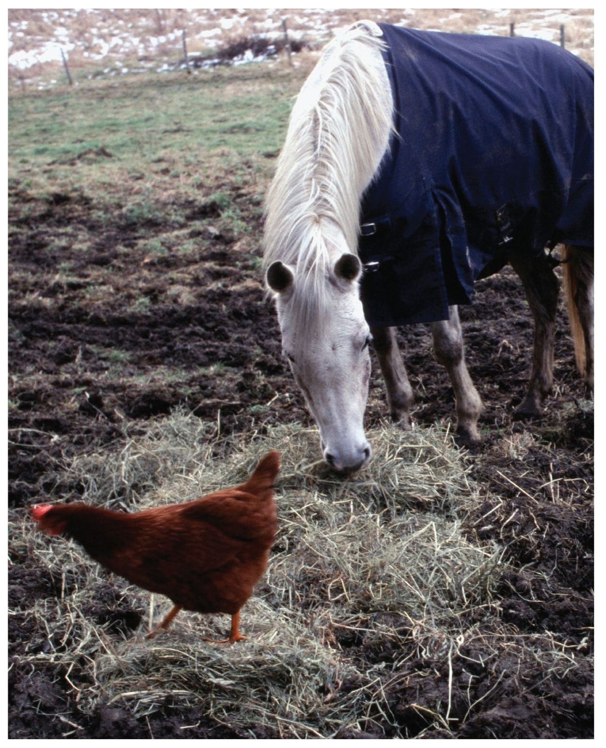 Arabian mare Molly Rocket grazes among the chickens in the barnyard in South - photo 4