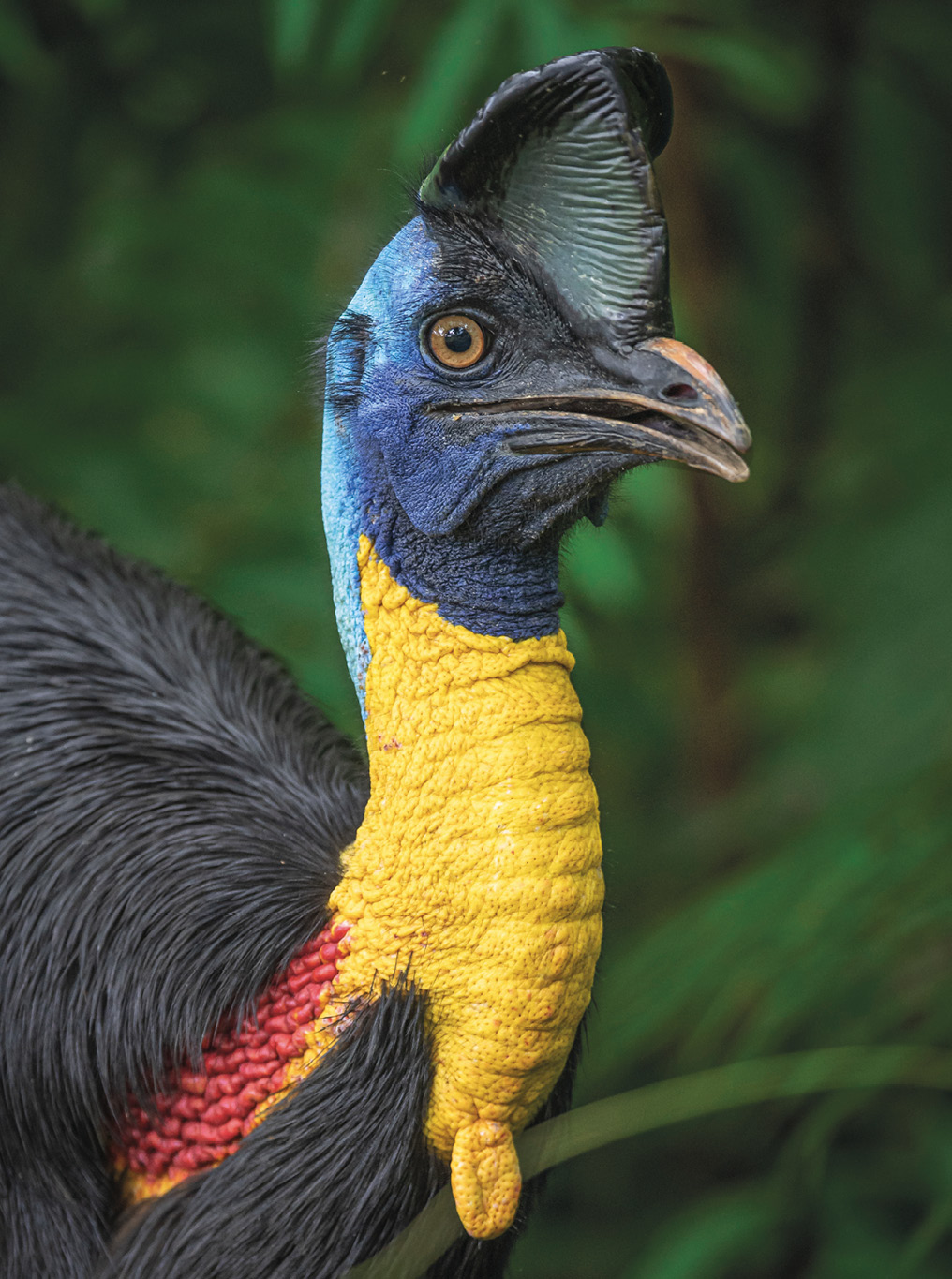 The unusual bony casque and colourful neck skin and wattles of the Northern - photo 5