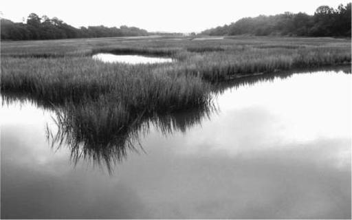 An unnamed salt marsh creek in late summer on Johns Island South Carolina The - photo 4