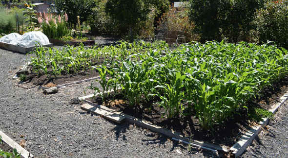 1 Use Raised Beds There are so many reasons to have raised bedsand even if - photo 2