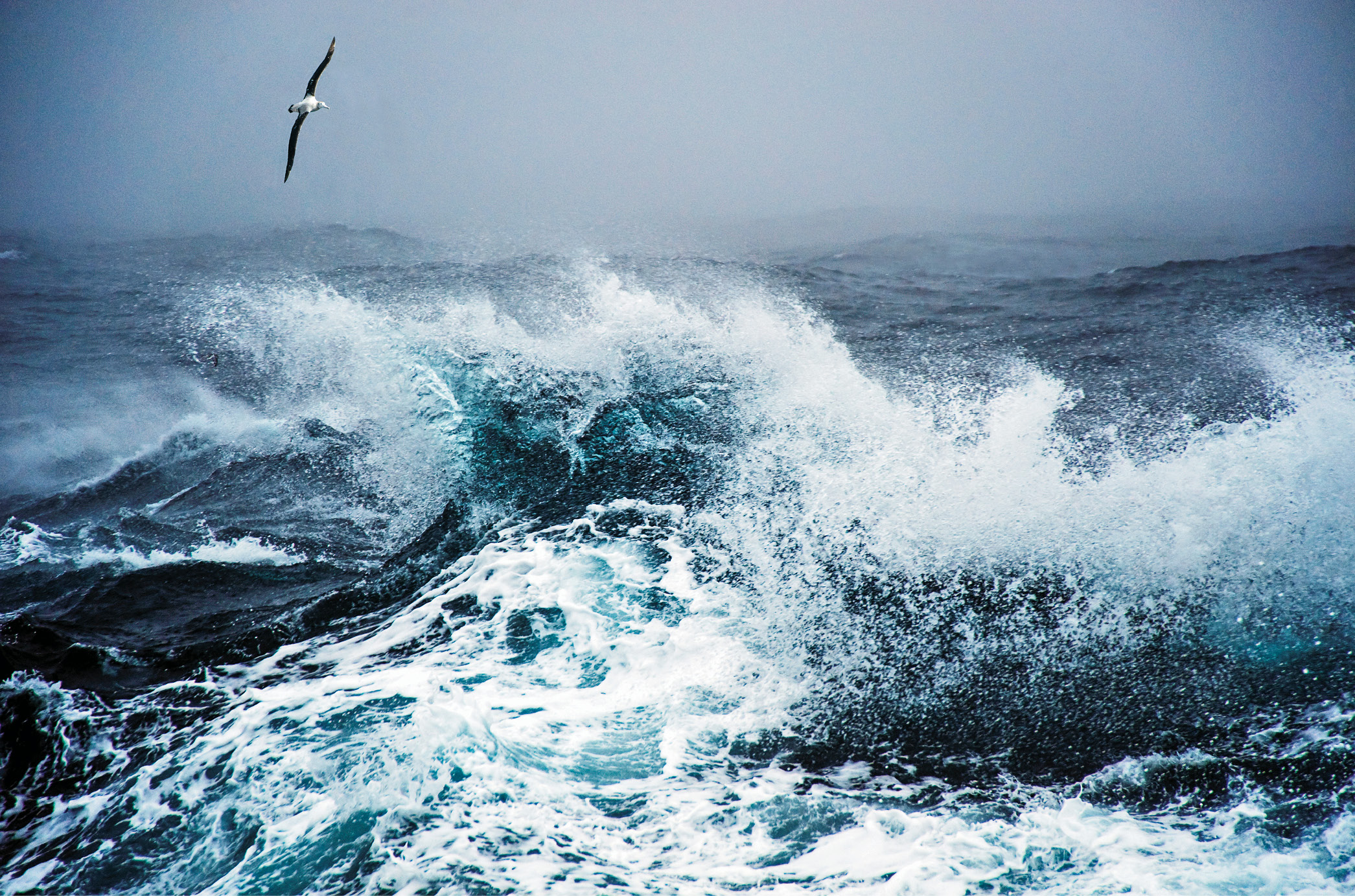 An albatross off Cape Horn A Centurion officer sketched the squadron - photo 18