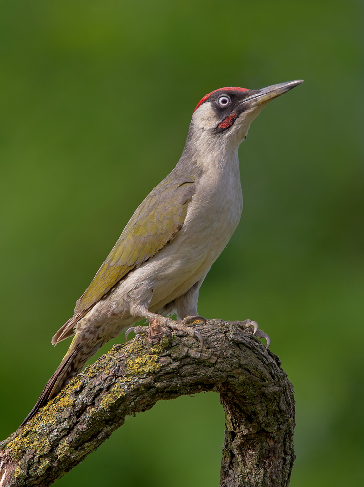 Adult male Green Woodpecker Kocsr Hungary June 2020 RP THE GREEN - photo 2