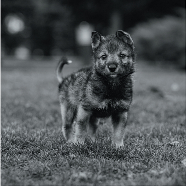 Wolves in Black and White A Photographic Journey Through the Lives of Wolves - photo 1