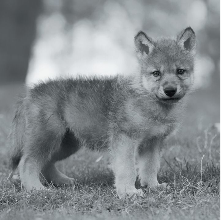 Wolves in Black and White A Photographic Journey Through the Lives of Wolves - photo 10