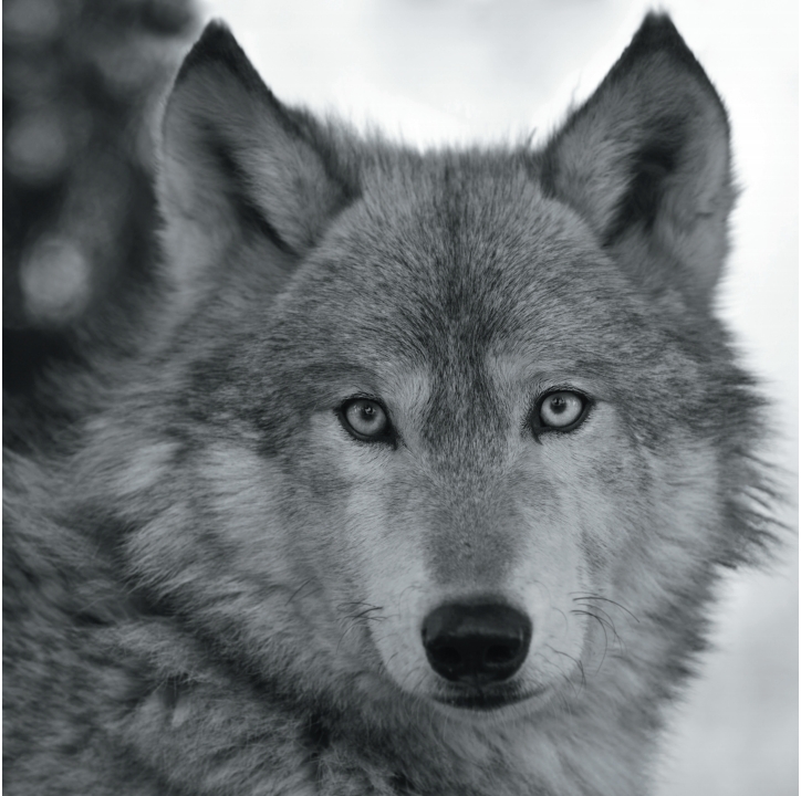 Wolves in Black and White A Photographic Journey Through the Lives of Wolves - photo 11