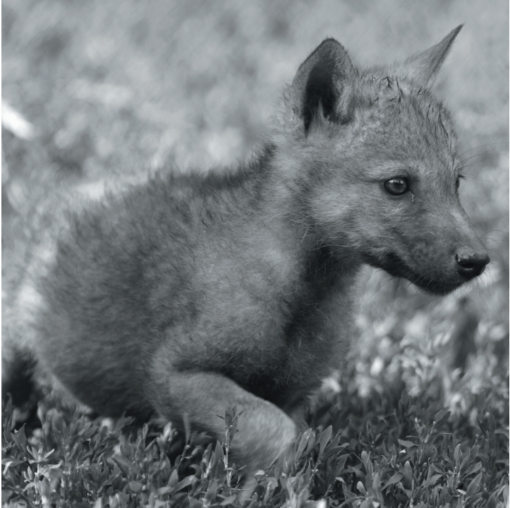 Wolves in Black and White A Photographic Journey Through the Lives of Wolves - photo 12