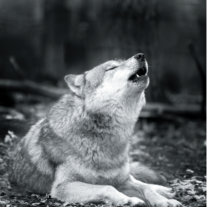 Wolves in Black and White A Photographic Journey Through the Lives of Wolves - photo 14