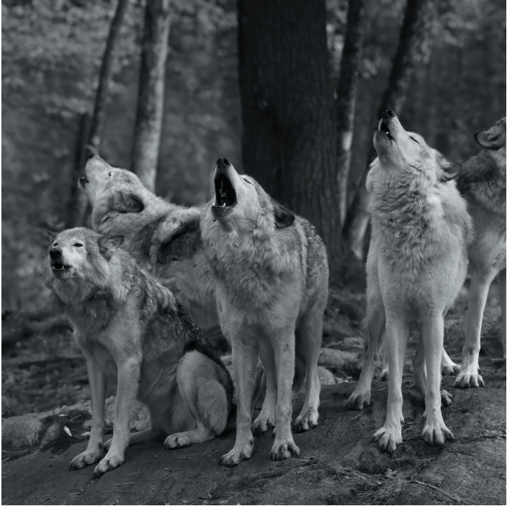 Wolves in Black and White A Photographic Journey Through the Lives of Wolves - photo 15