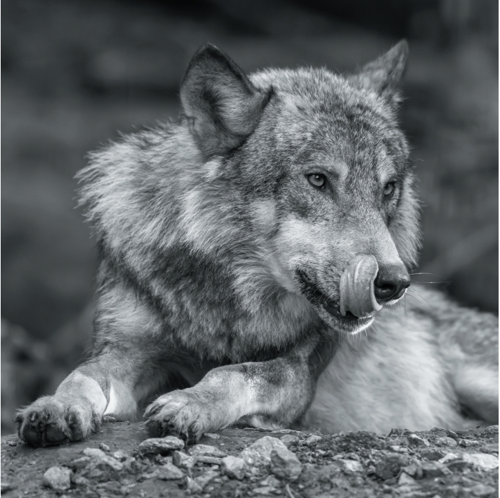 Wolves in Black and White A Photographic Journey Through the Lives of Wolves - photo 16