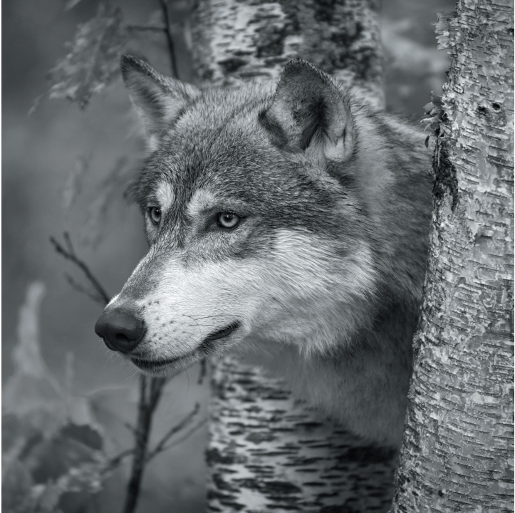 Wolves in Black and White A Photographic Journey Through the Lives of Wolves - photo 17