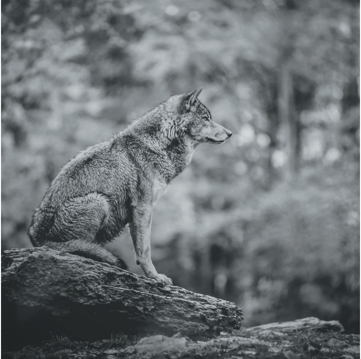 Wolves in Black and White A Photographic Journey Through the Lives of Wolves - photo 18