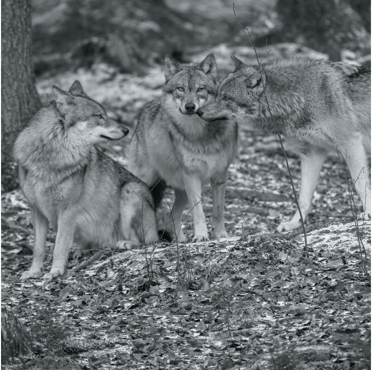 Wolves in Black and White A Photographic Journey Through the Lives of Wolves - photo 19