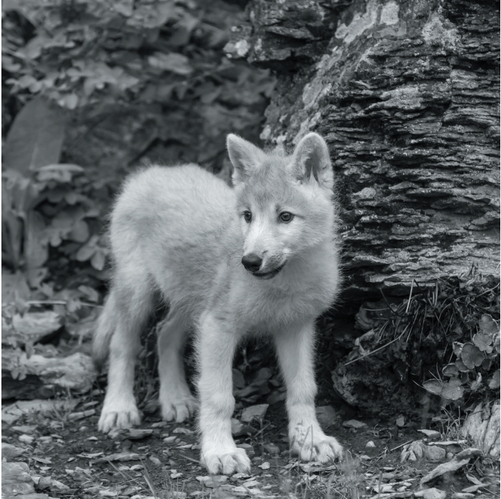 Wolves in Black and White A Photographic Journey Through the Lives of Wolves - photo 2