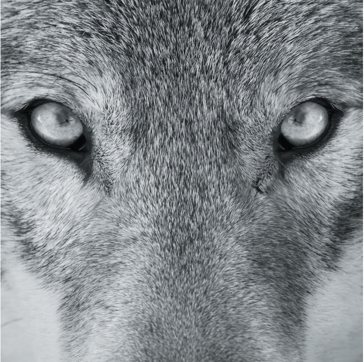 Wolves in Black and White A Photographic Journey Through the Lives of Wolves - photo 20