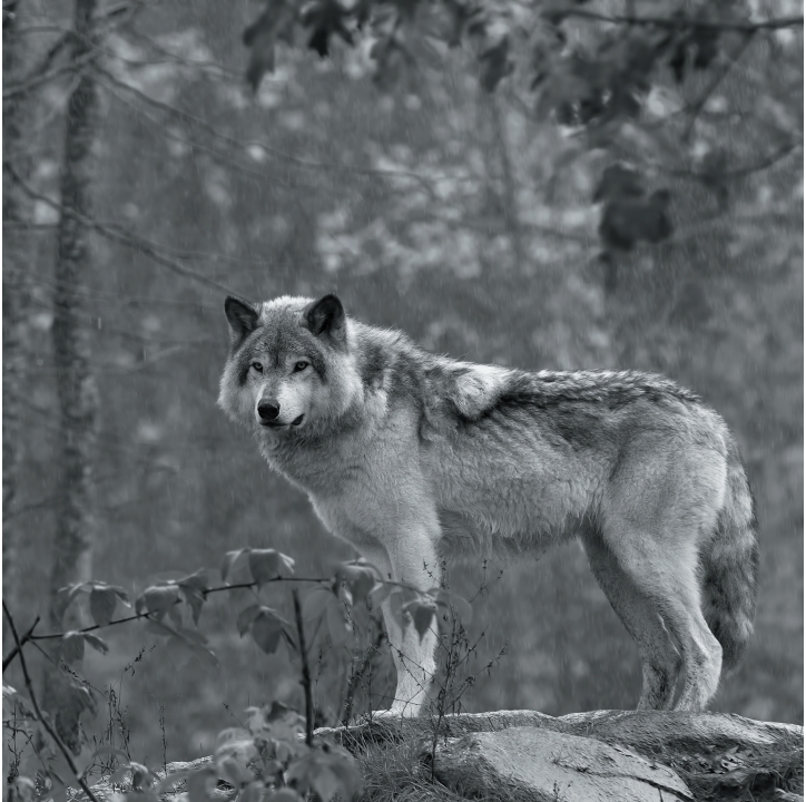 Wolves in Black and White A Photographic Journey Through the Lives of Wolves - photo 21